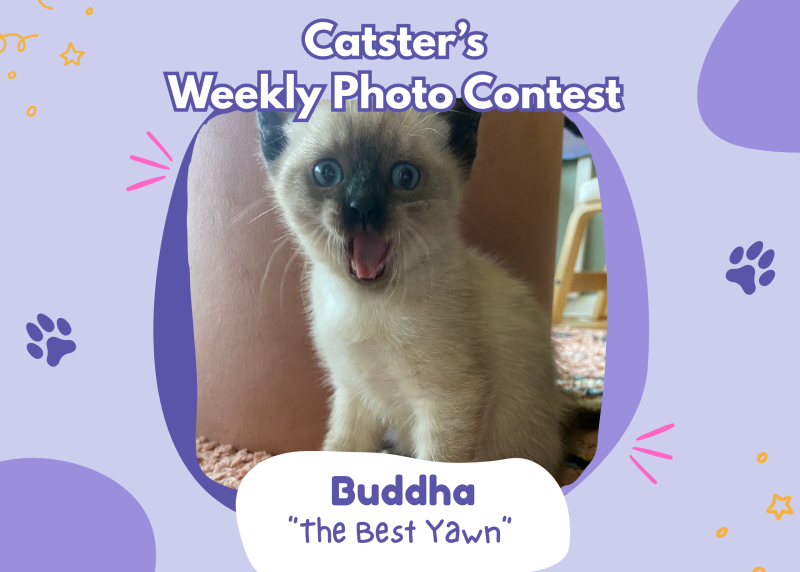 Catster’s Weekly Photo Contest Winners: The Best Yawn (April 2, 2026) – Catster