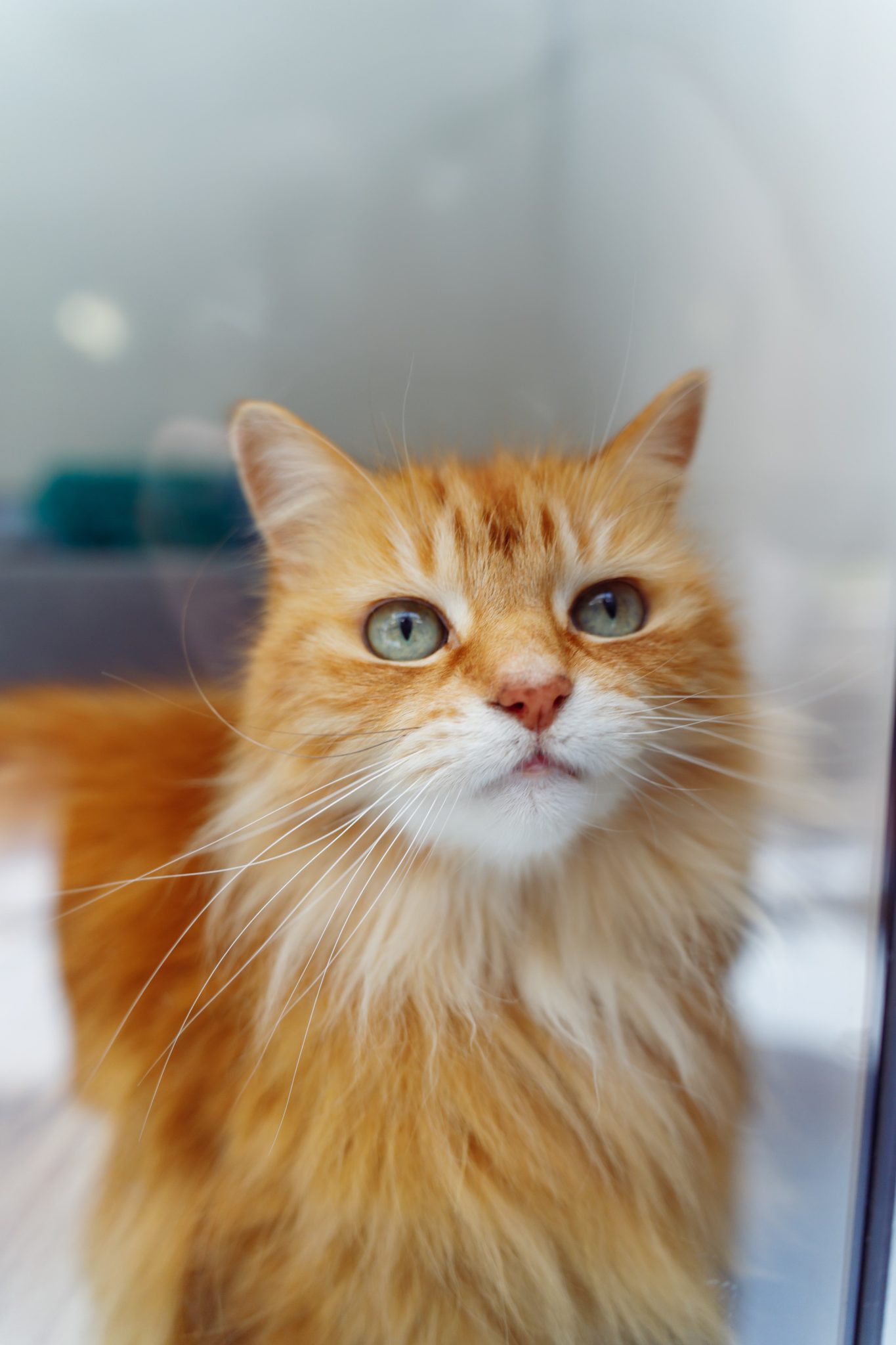 A Century of Helping Cats_ Inside the Work of Cats Protection 2