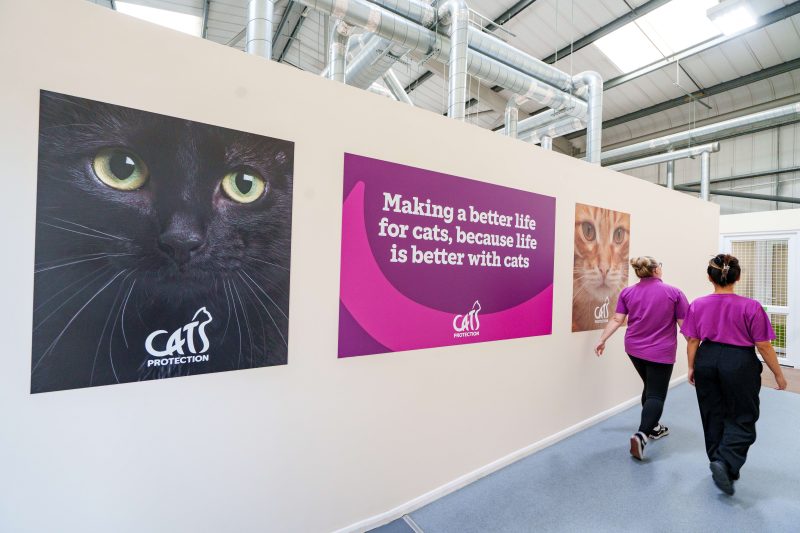 PetWireDaily — A Century of Helping Cats: Inside the Work of Cats Protection