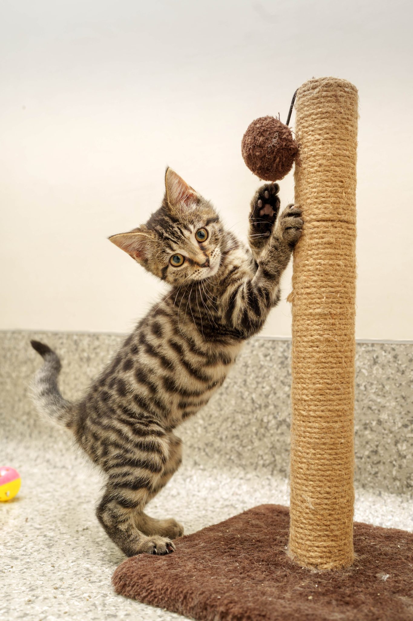 A Century of Helping Cats_ Inside the Work of Cats Protection 4