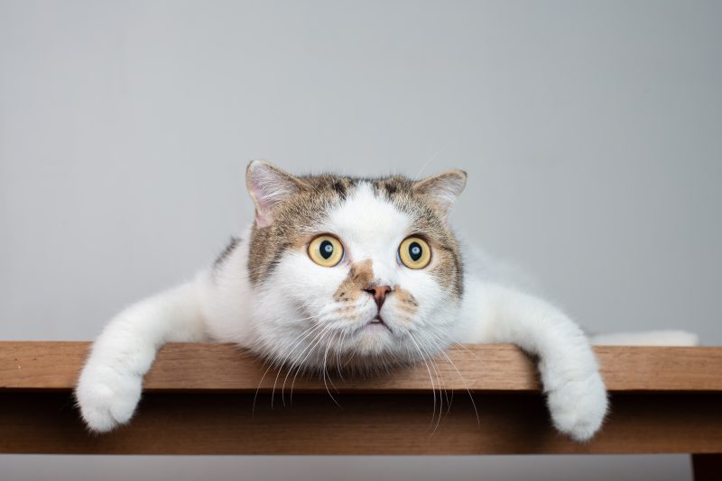 PetWireDaily — Do Cats Cause Schizophrenia? Scientists Find a Link – Here’s What It Means