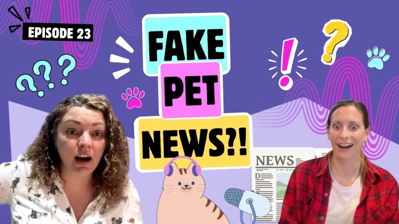 fake pet news chatty cattys podcast