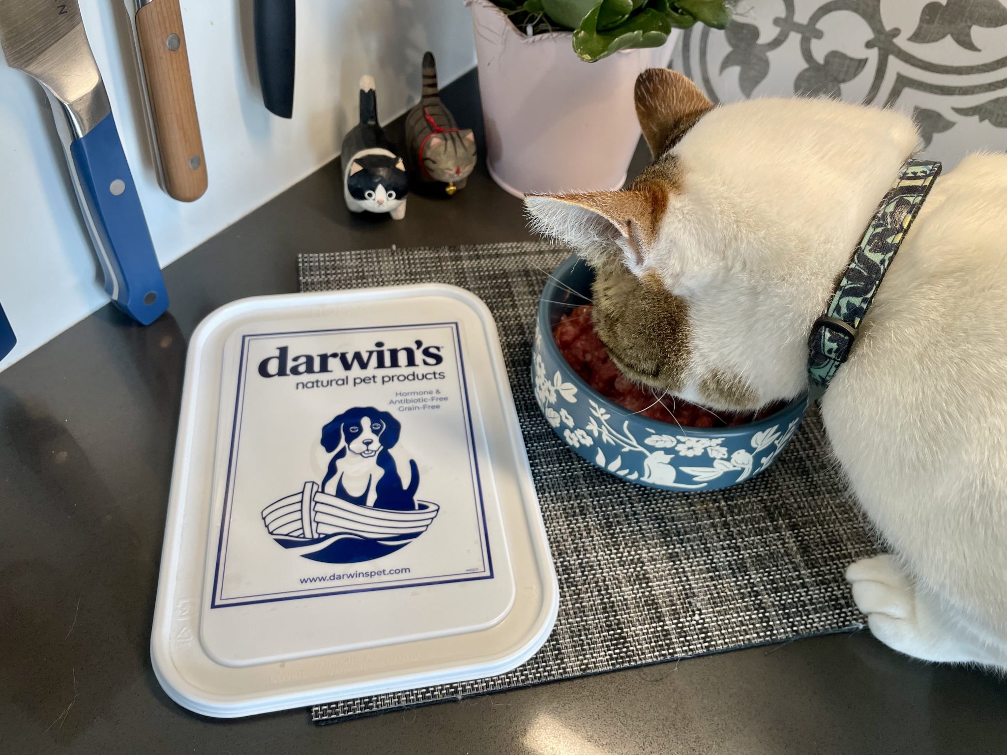 Darwin’s Pet Cat Food Review 2026_ Pros, Cons & Final Verdict 4