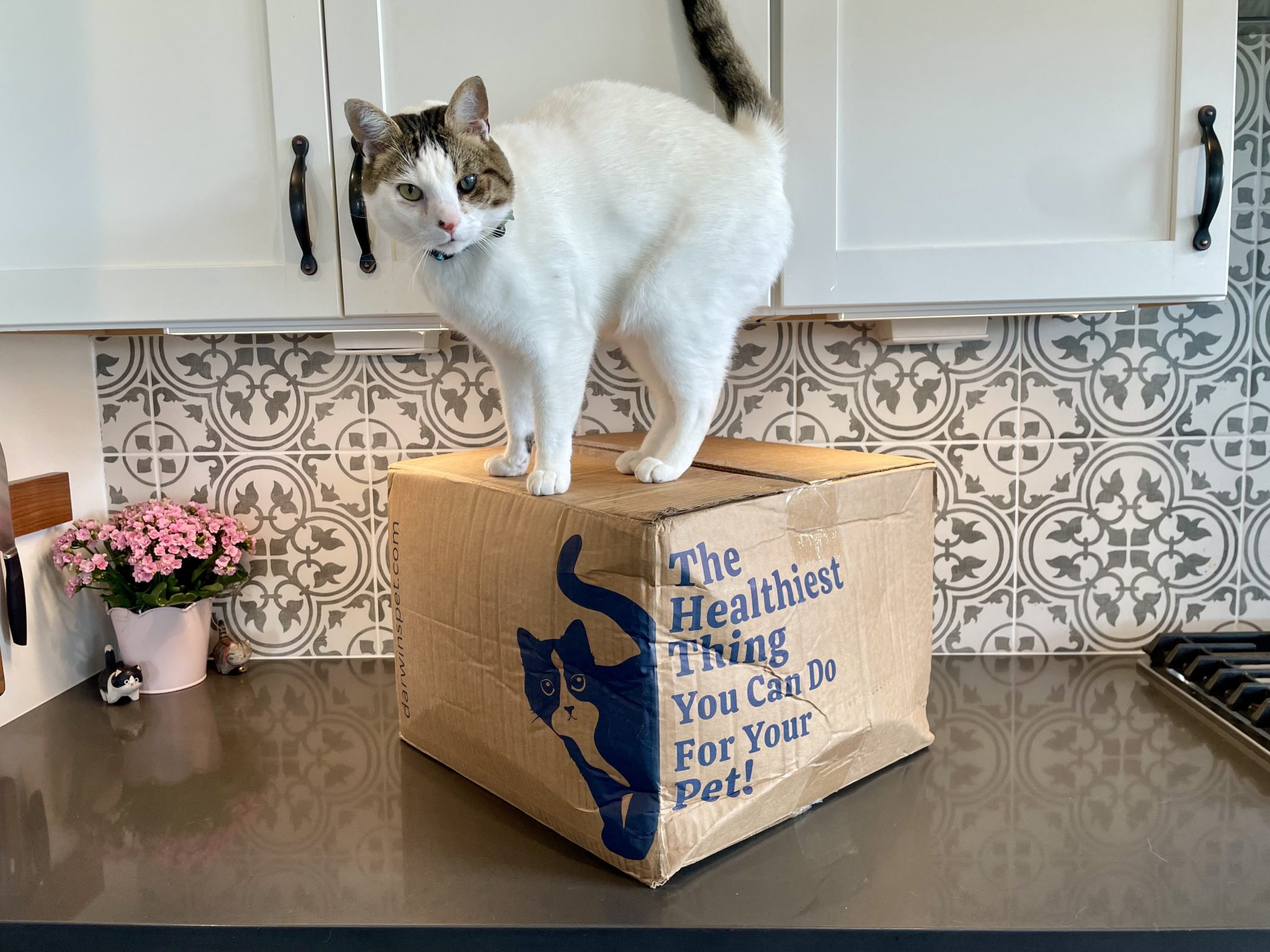 Darwin’s Pet Cat Food Review 2026_ Pros, Cons & Final Verdict 5