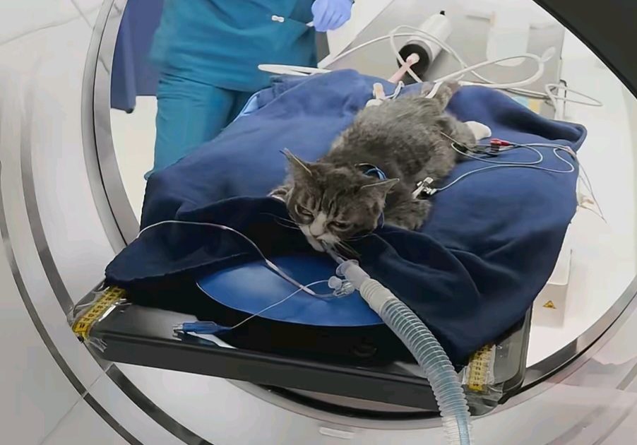 How One Tiny Rescue Cat Inspired a Bigger Mission - Meet Miss Winky, aka Sassy Toot 1