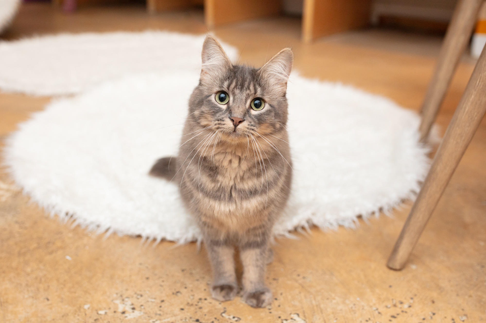 KitTea Cat Café_ Inside the Cozy Cat Rescue Changing Lives in San Francisco 1