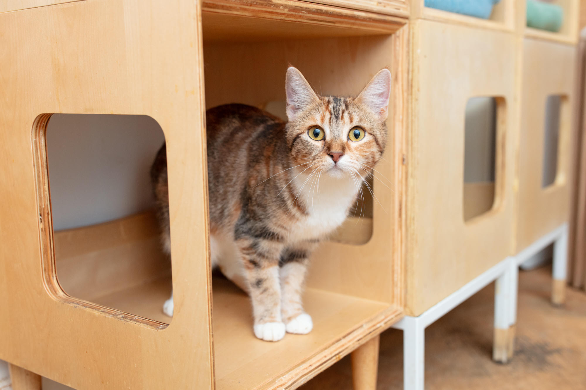KitTea Cat Café_ Inside the Cozy Cat Rescue Changing Lives in San Francisco 3