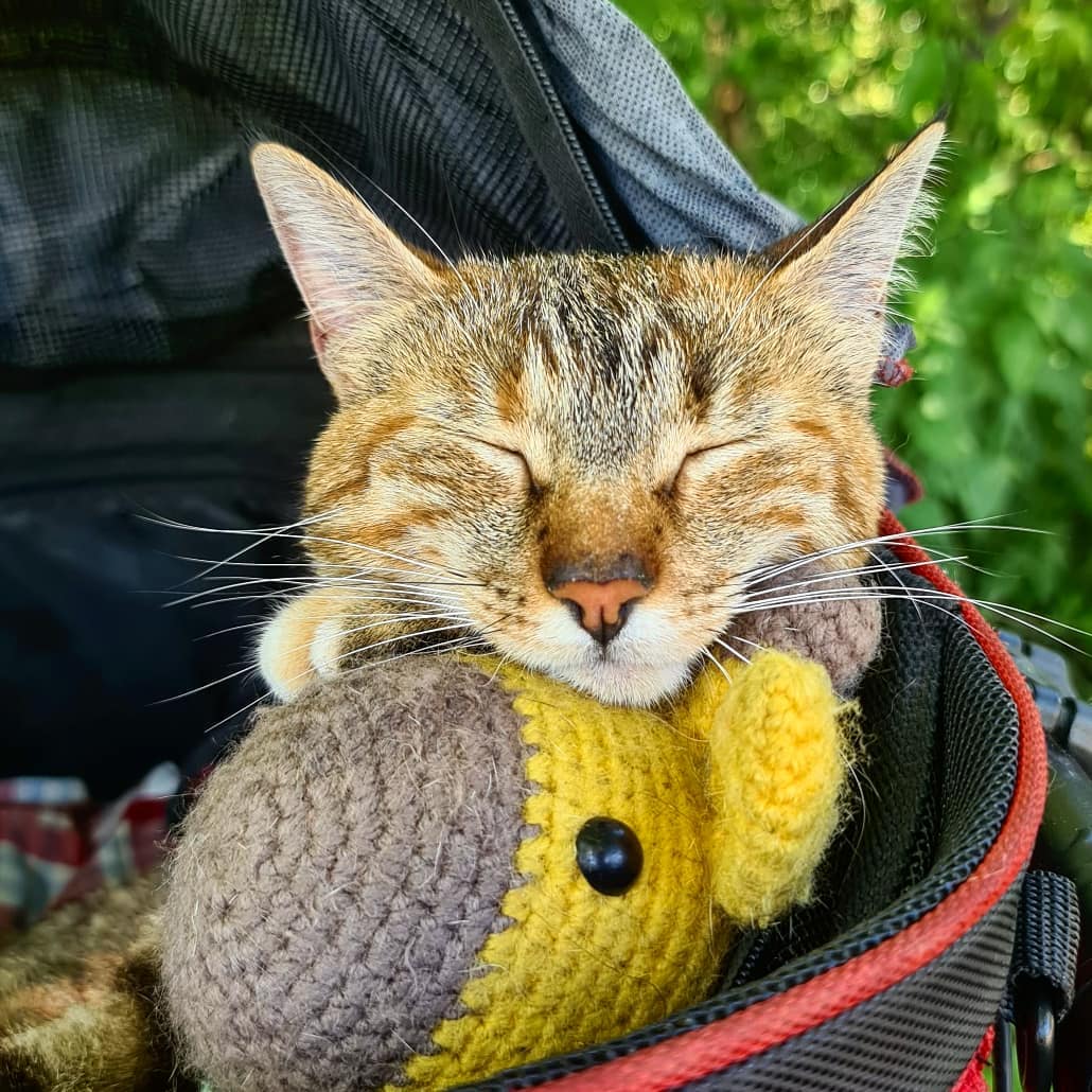 The Rescue Cat Who Cycled Around the World_ Dean & Nala’s Story 6