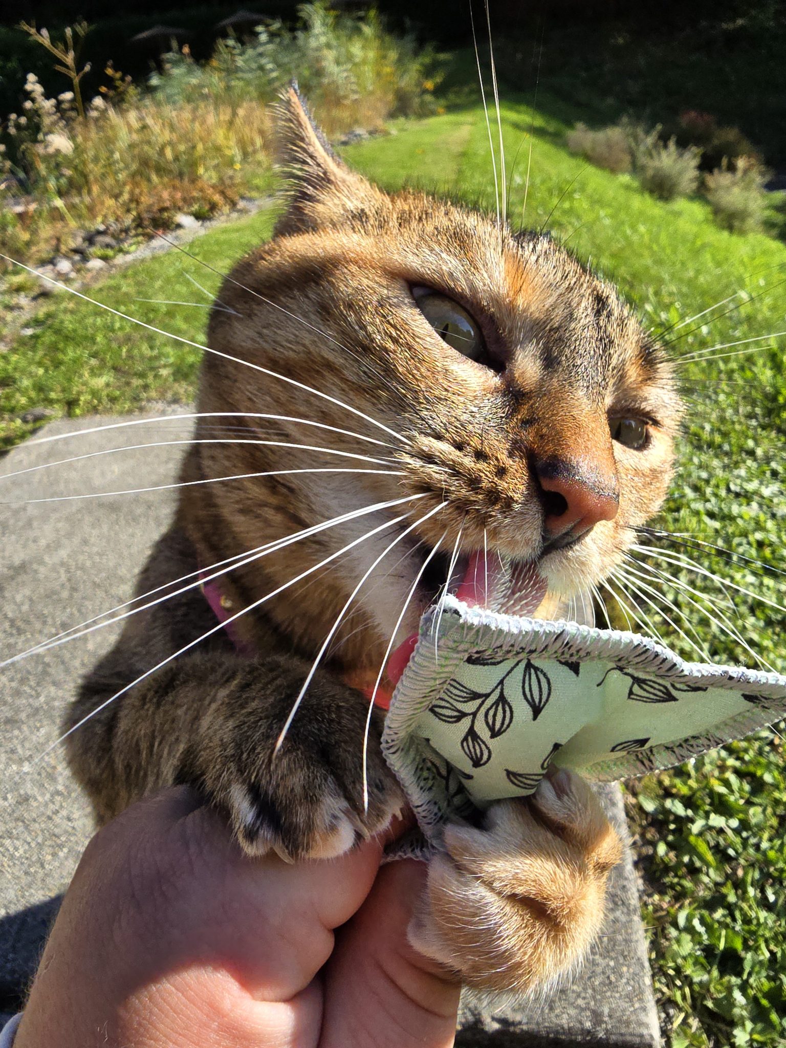 The Rescue Cat Who Cycled Around the World_ Dean & Nala’s Story 8