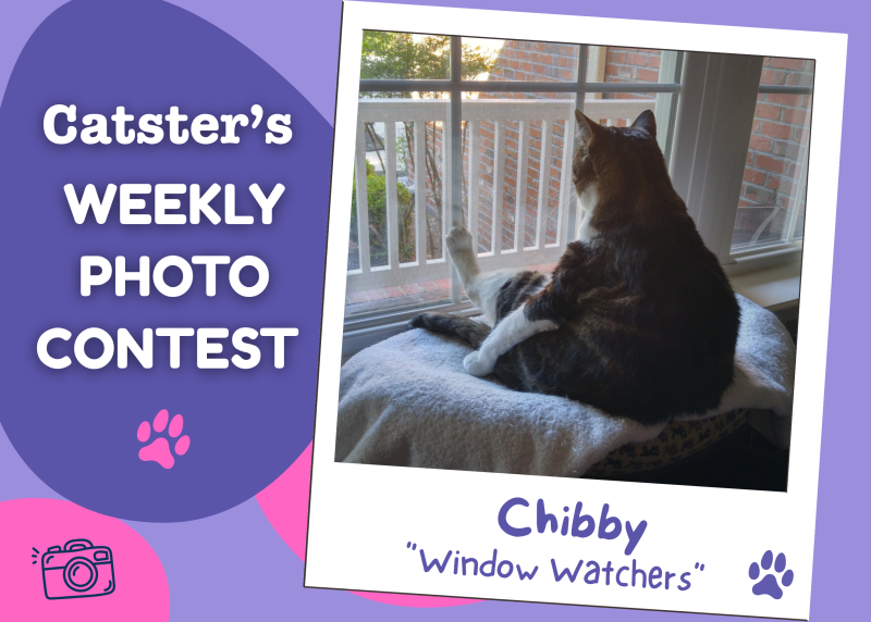 PetWireDaily — Catster’s Weekly Photo Contest Winners: Window Watchers (May 25, 2026)