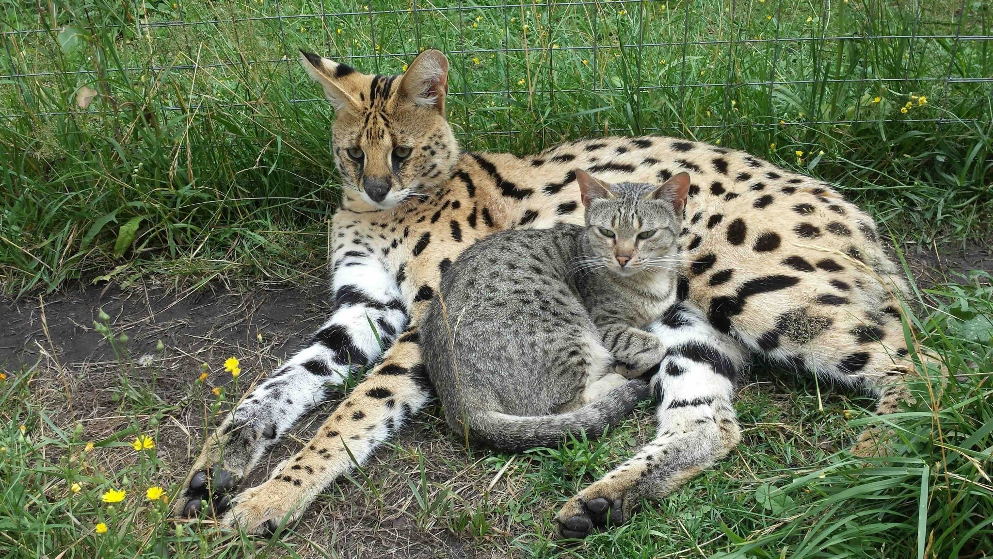 A closeup shot of a Serval cat with F5 Savannah Cat