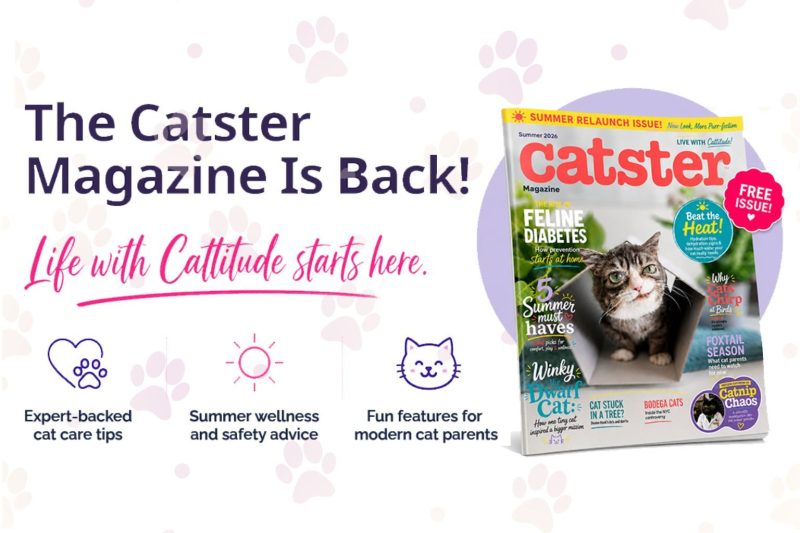PetWireDaily — The Catster Magazine is Officially Back!