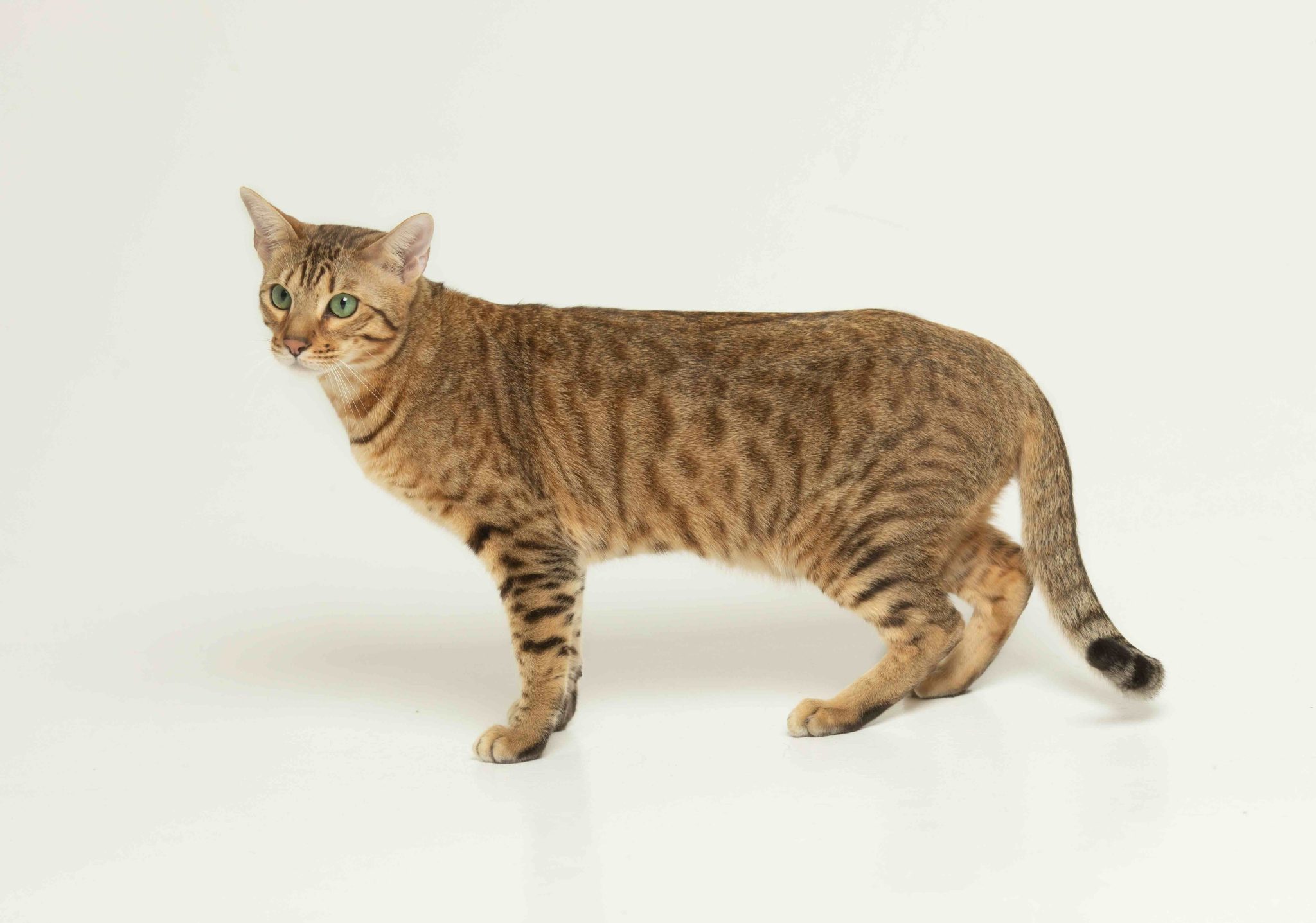 Animal, cat, pet concept. Serengeti cat on a grey background.