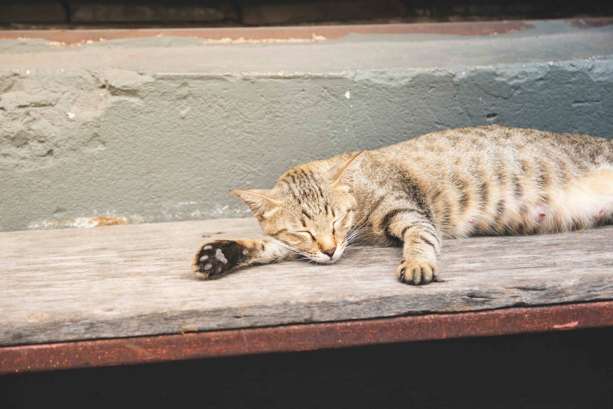 Cats that are sleeping on the wooden floor