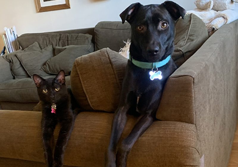 Everything I Need to Know About Cartoon Comedy, I Learned From My Pets - SynchronizedSitting