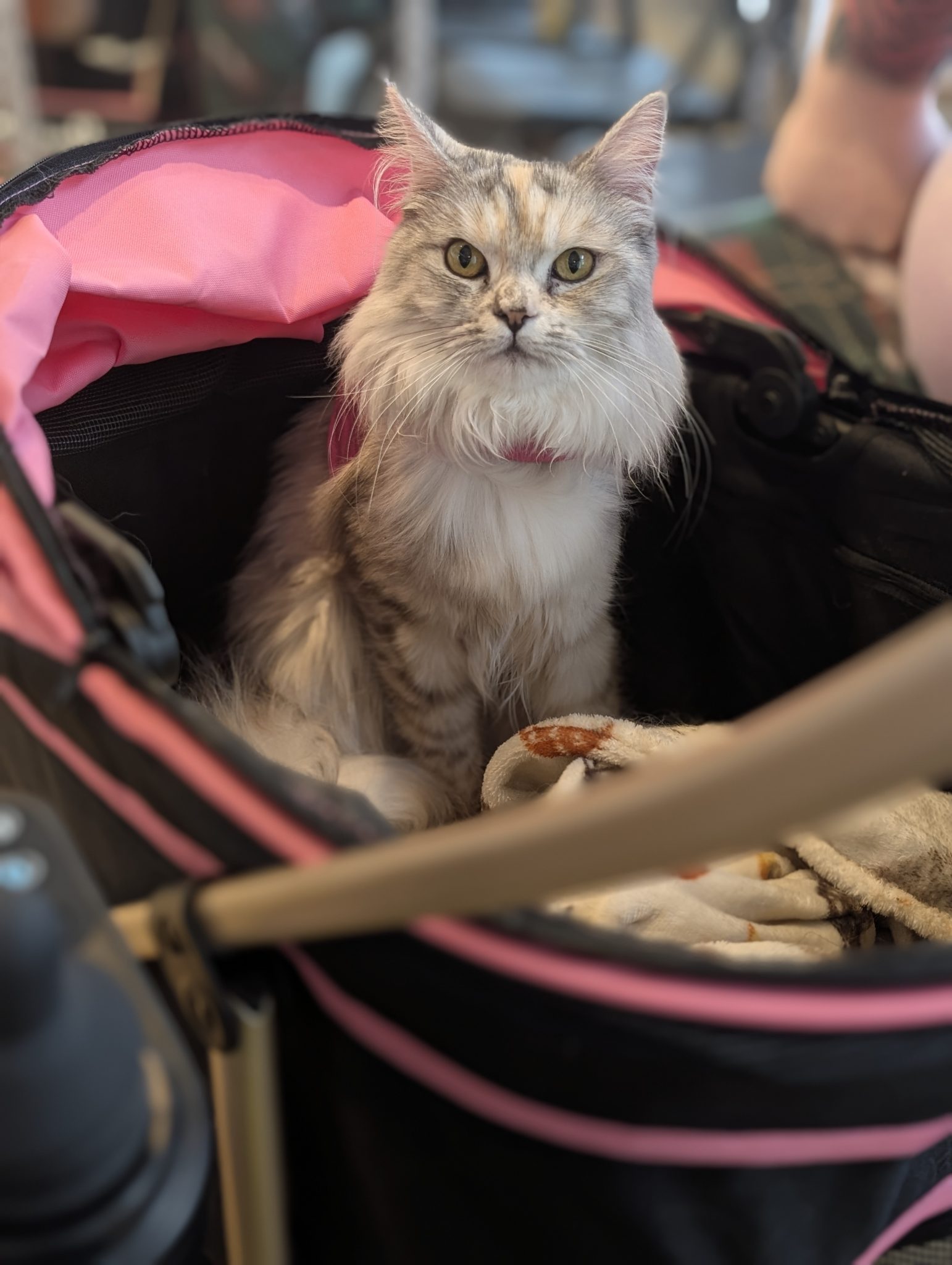 Kizzy_ The Feline Princess With a Purpose2