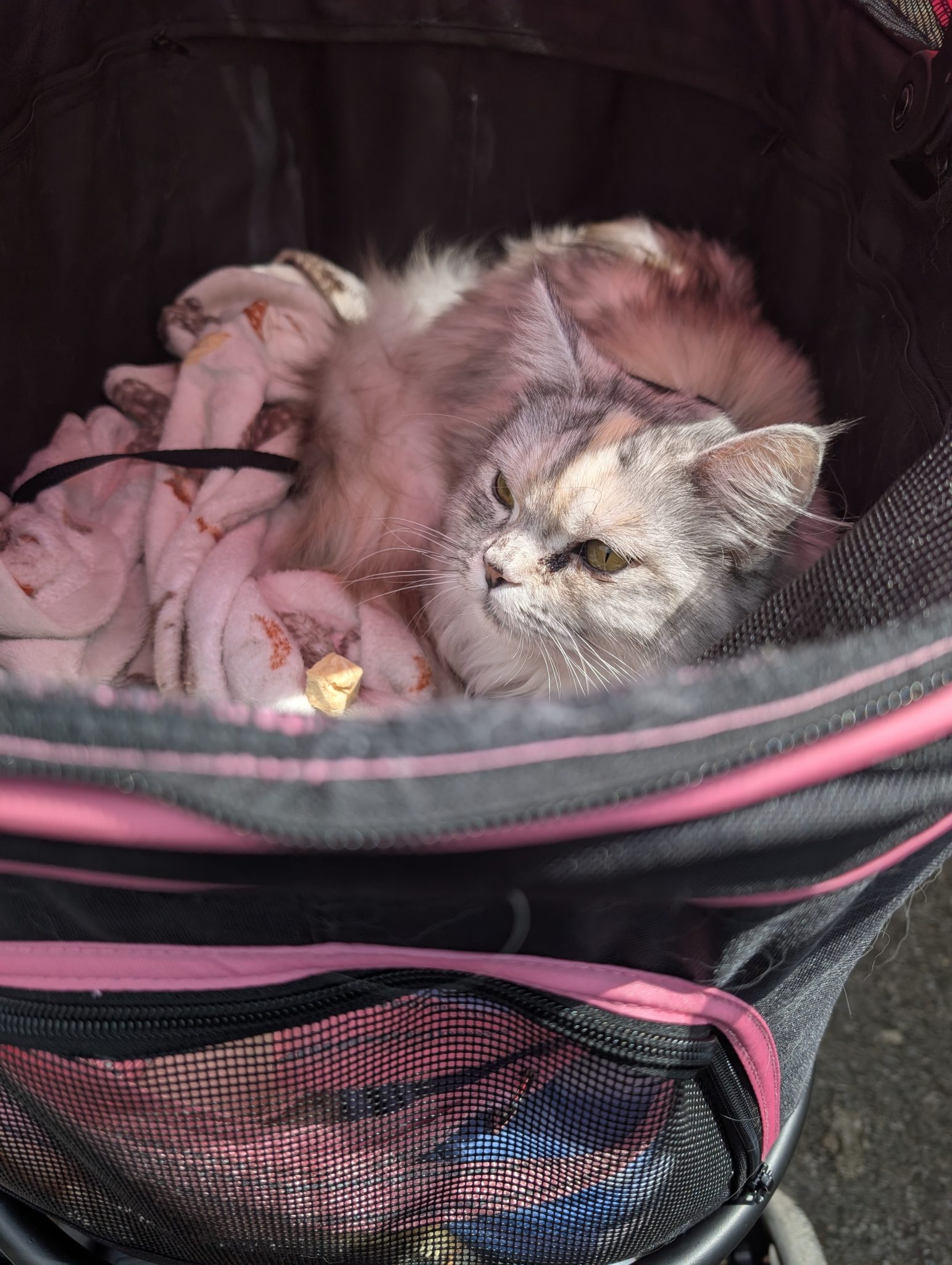 Kizzy_ The Feline Princess With a Purpose4