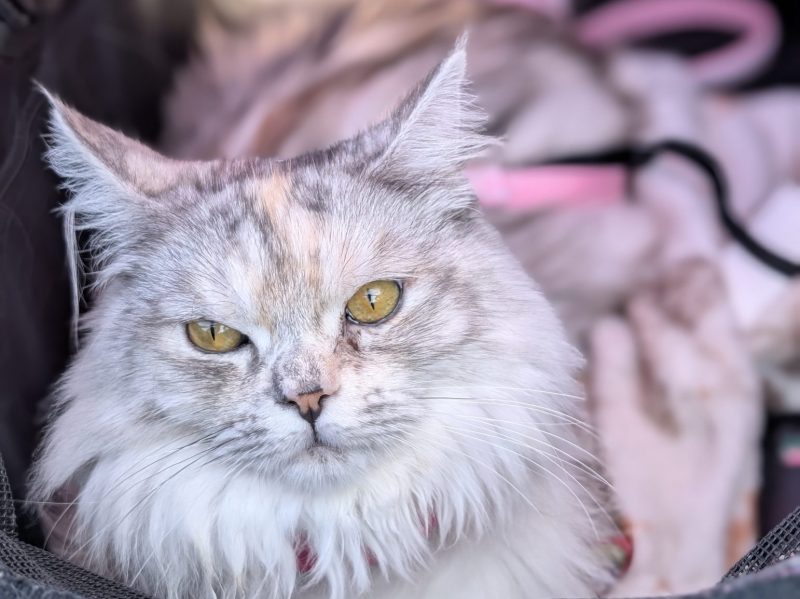 Kizzy_ The Feline Princess With a Purpose7