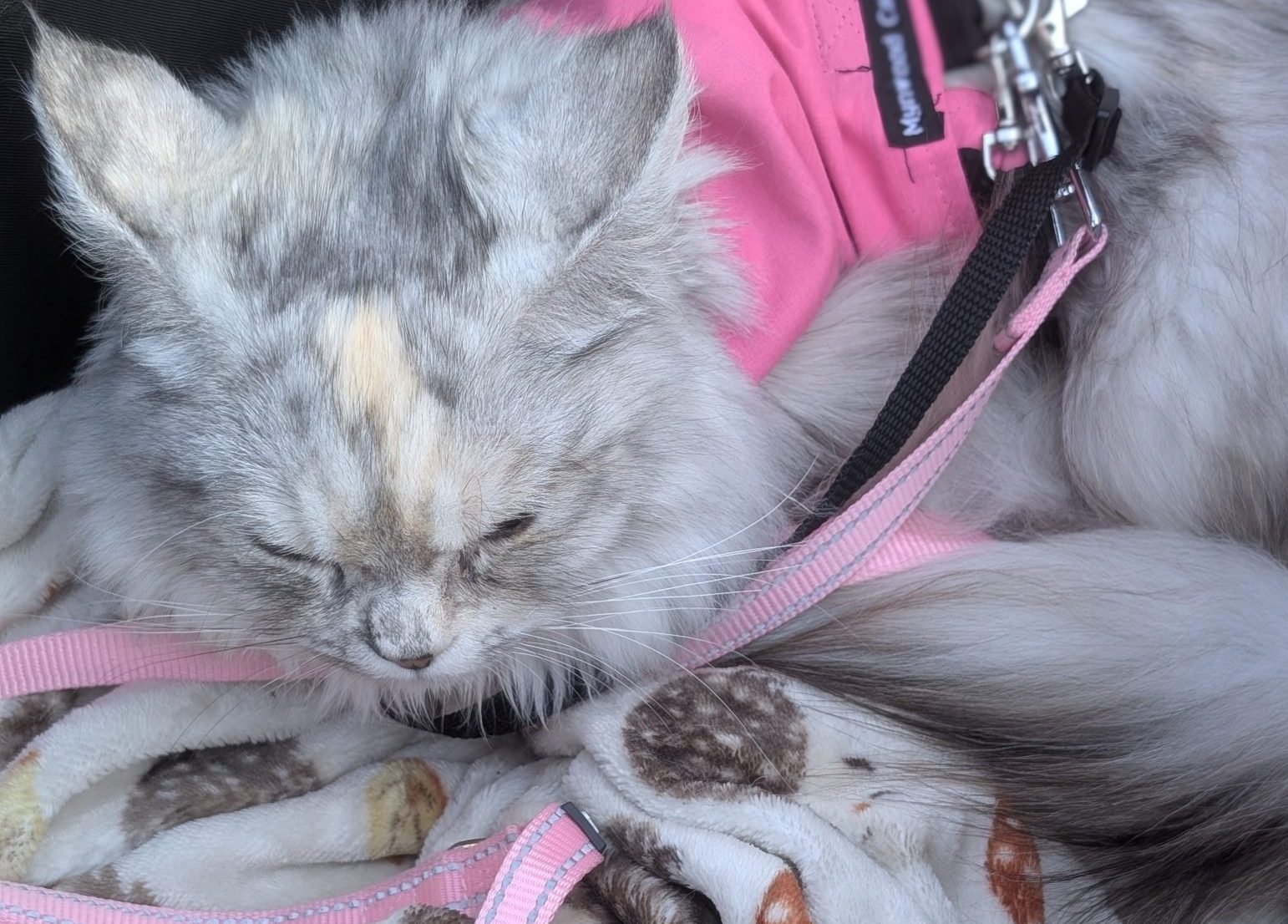 Kizzy_ The Feline Princess With a Purpose8