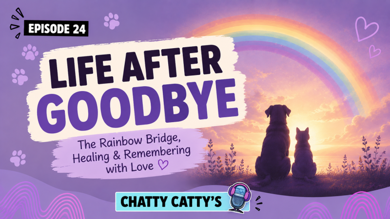 Life after goodbye Chatty Cattys episode 24