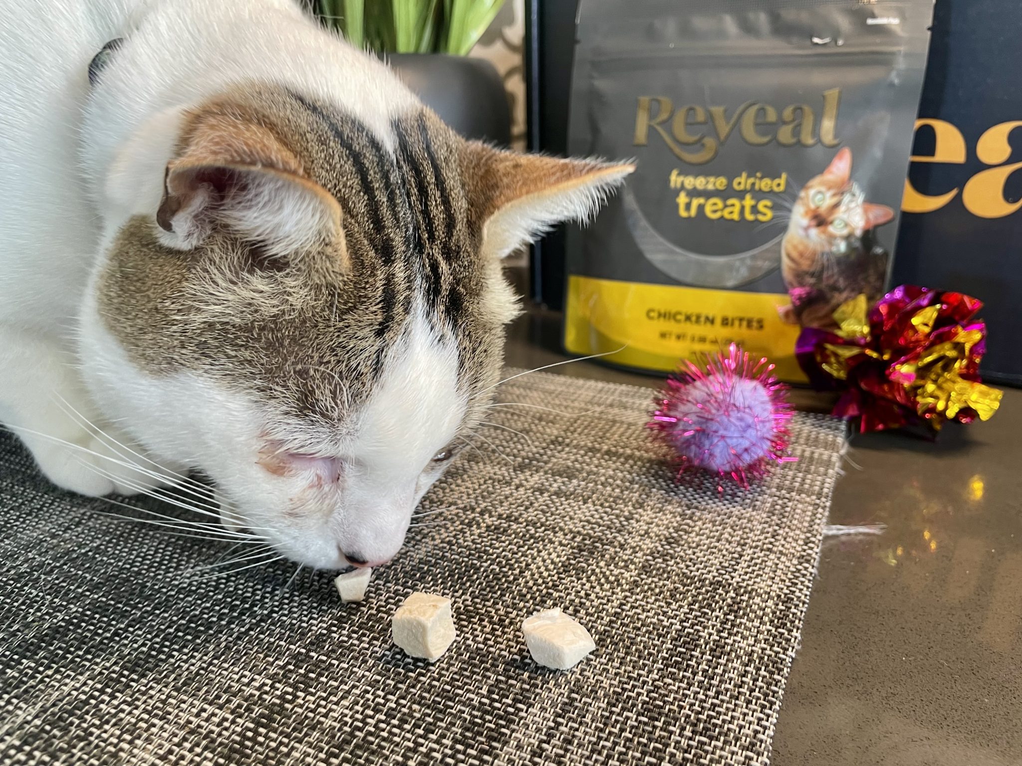 Reveal Wet Cat Food & Treats Review_ Our Expert’s Opinion20