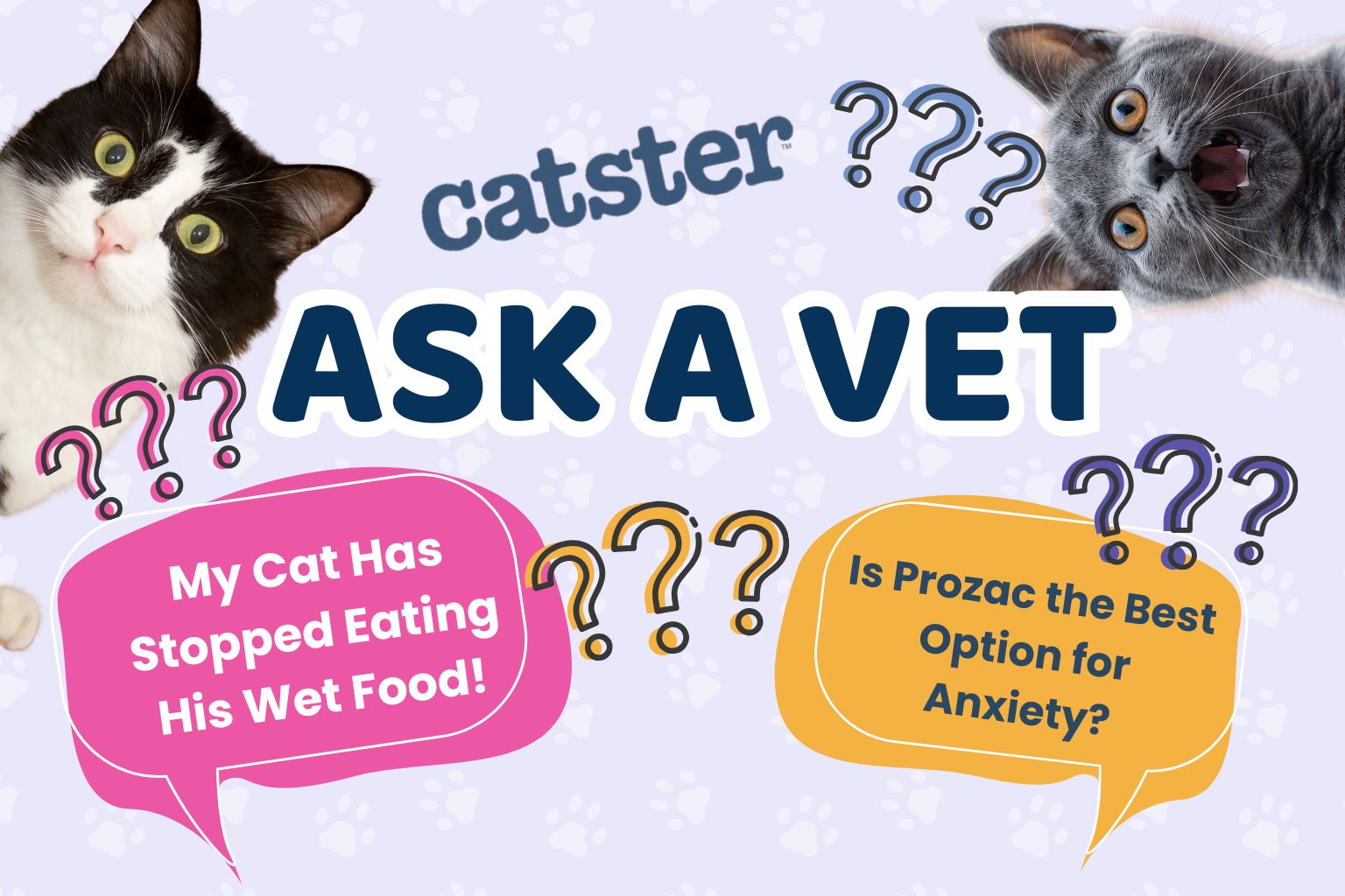 Ask Dr. Paola – Help! My Cat Has Stopped Eat His Wet Food! (June 1, 2026)