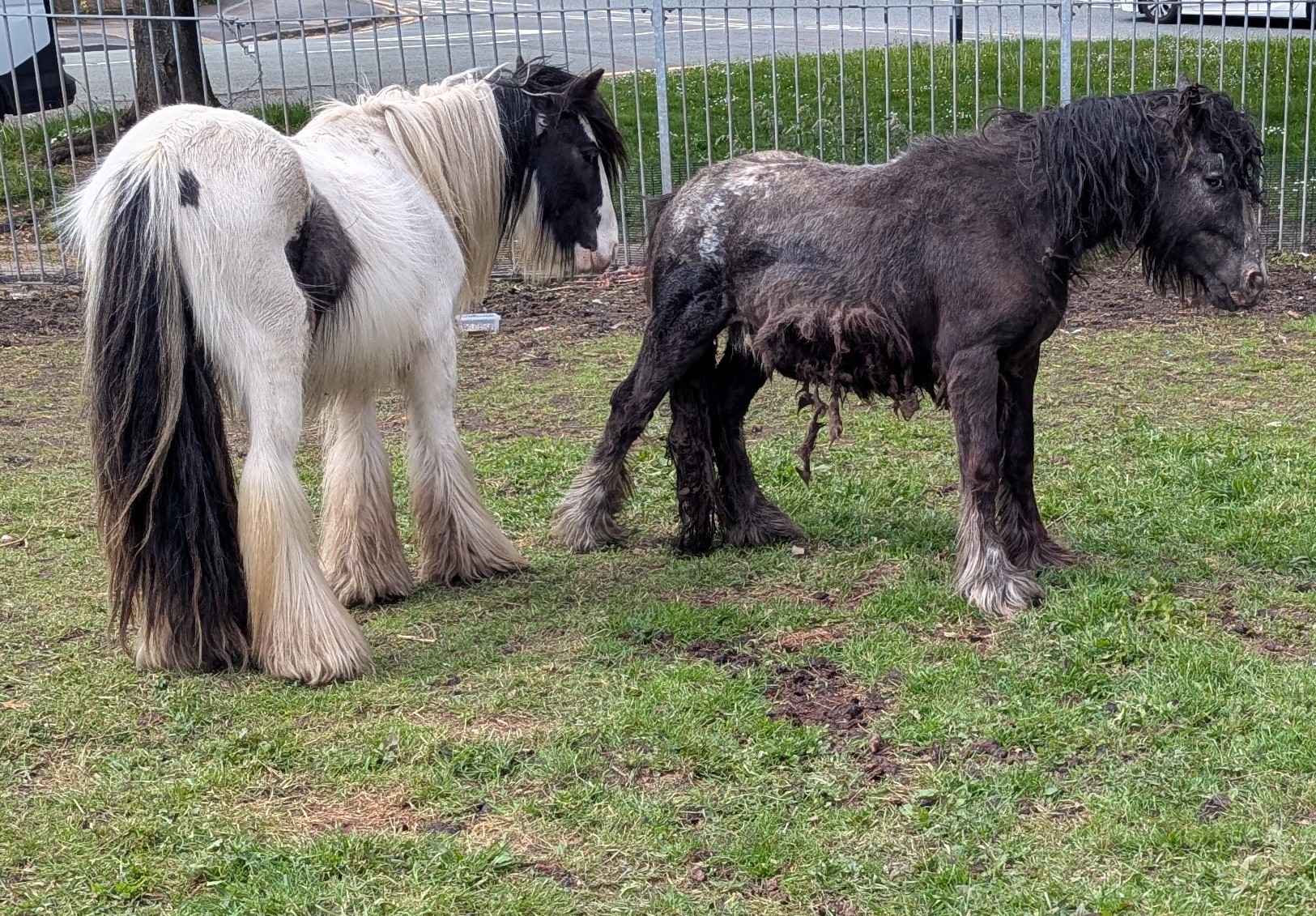 What a CATastrophe! A Tire-ing Ordeal For a Pony in the UK 1