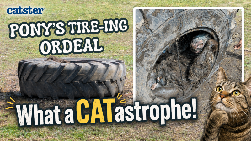 What a CATastrophe! A Tire-ing Ordeal For a Pony in the UK - Featured Image Pony in a Tire