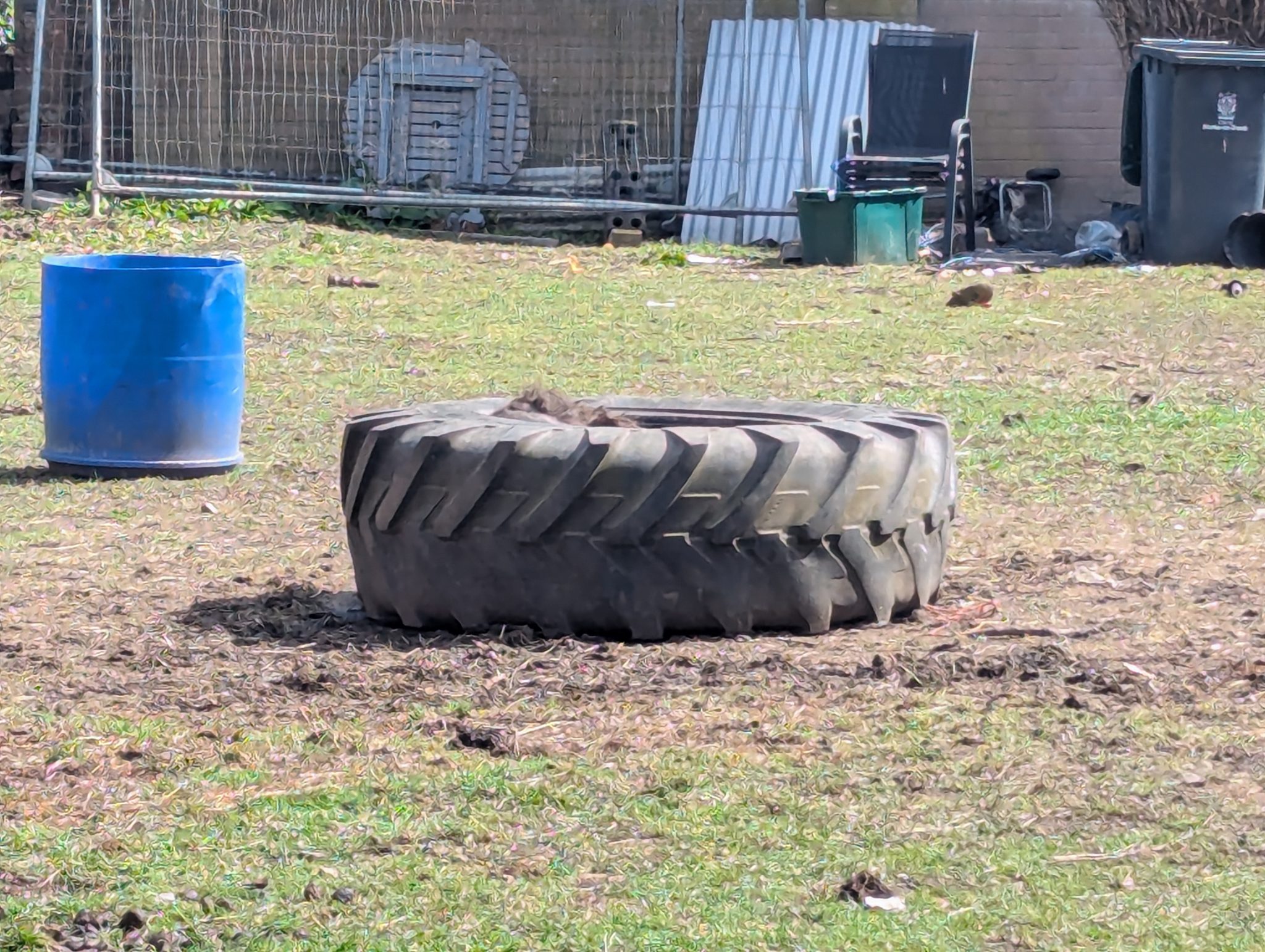 What a CATastrophe! A Tire-ing Ordeal For a Pony in the UK