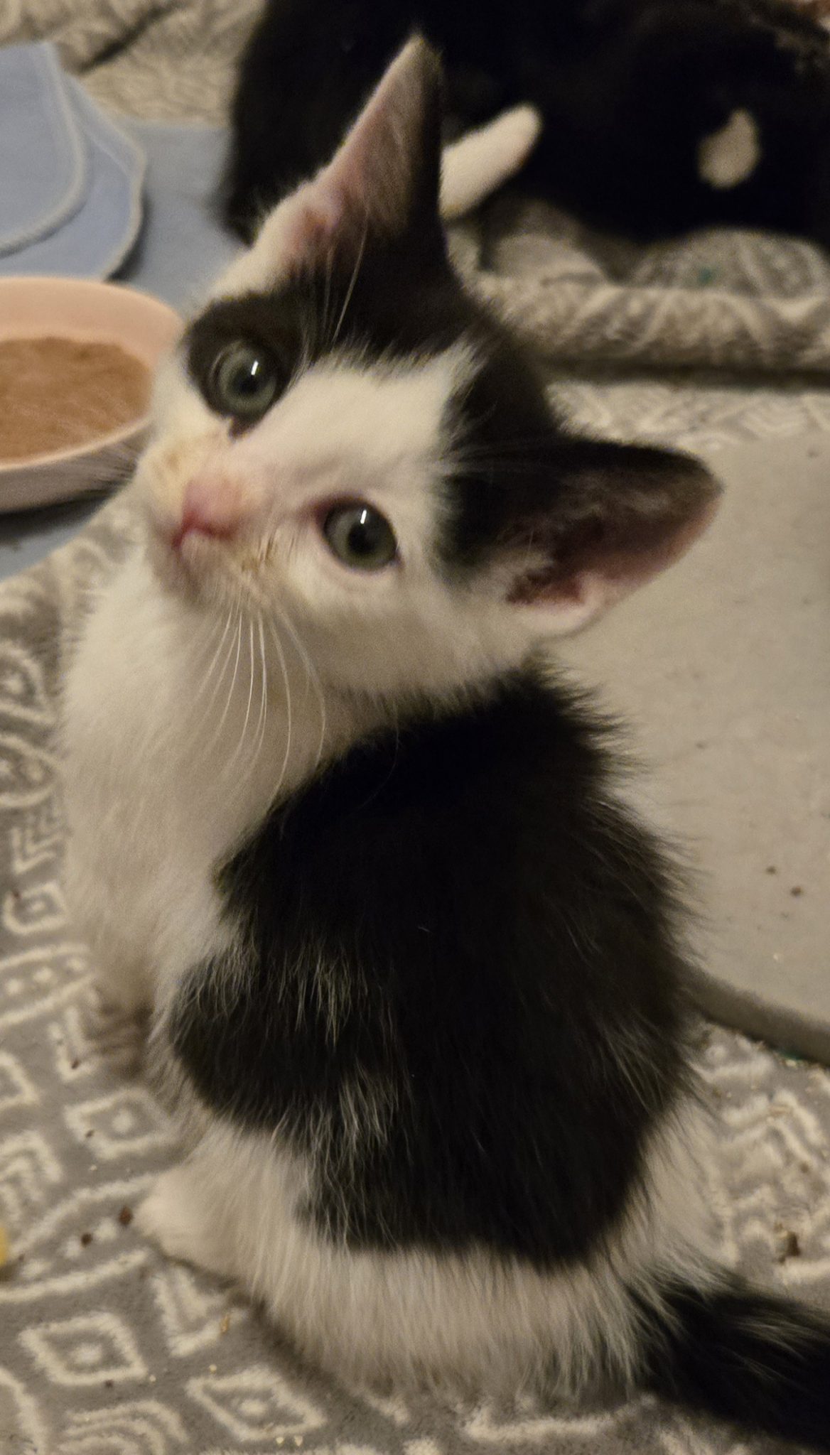 A Different Kind of Wobbly Kitten – Meet Little Lala 20260603_205937