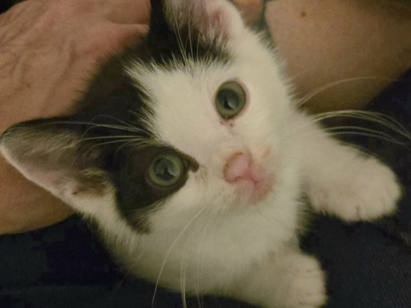 PetWireDaily — A Different Kind of Wobbly Kitten – Meet Little Lala