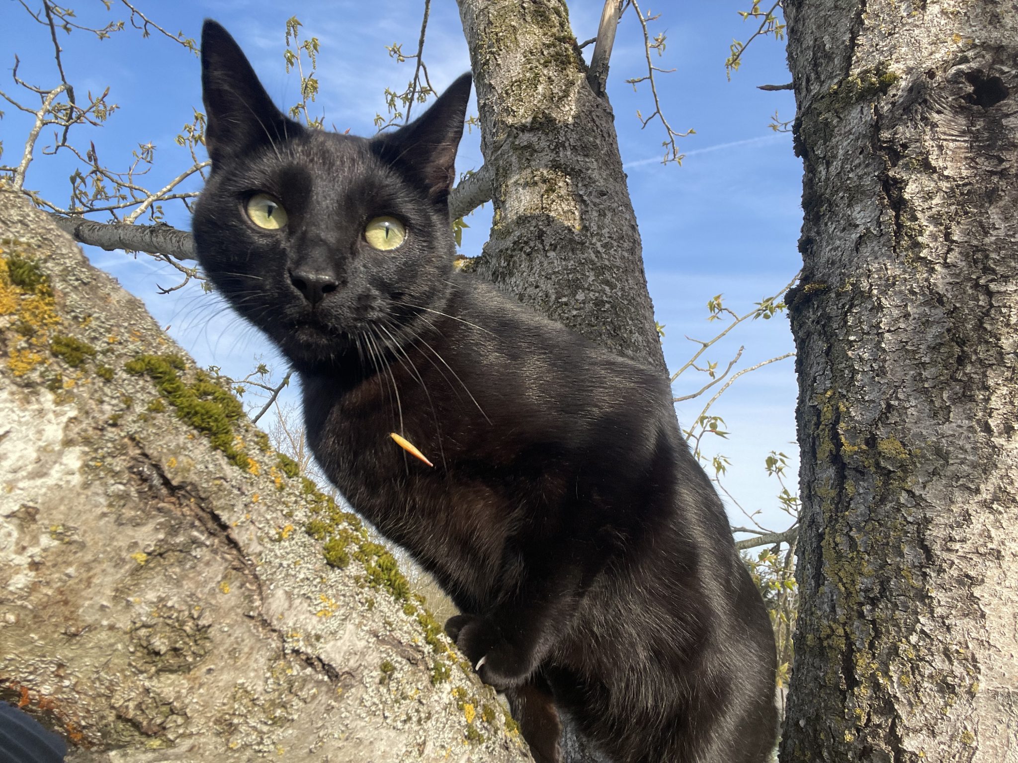Canopy Cat Rescue: The Team Rescuing Cats From the Treetops | Heroes of the Pet World 8