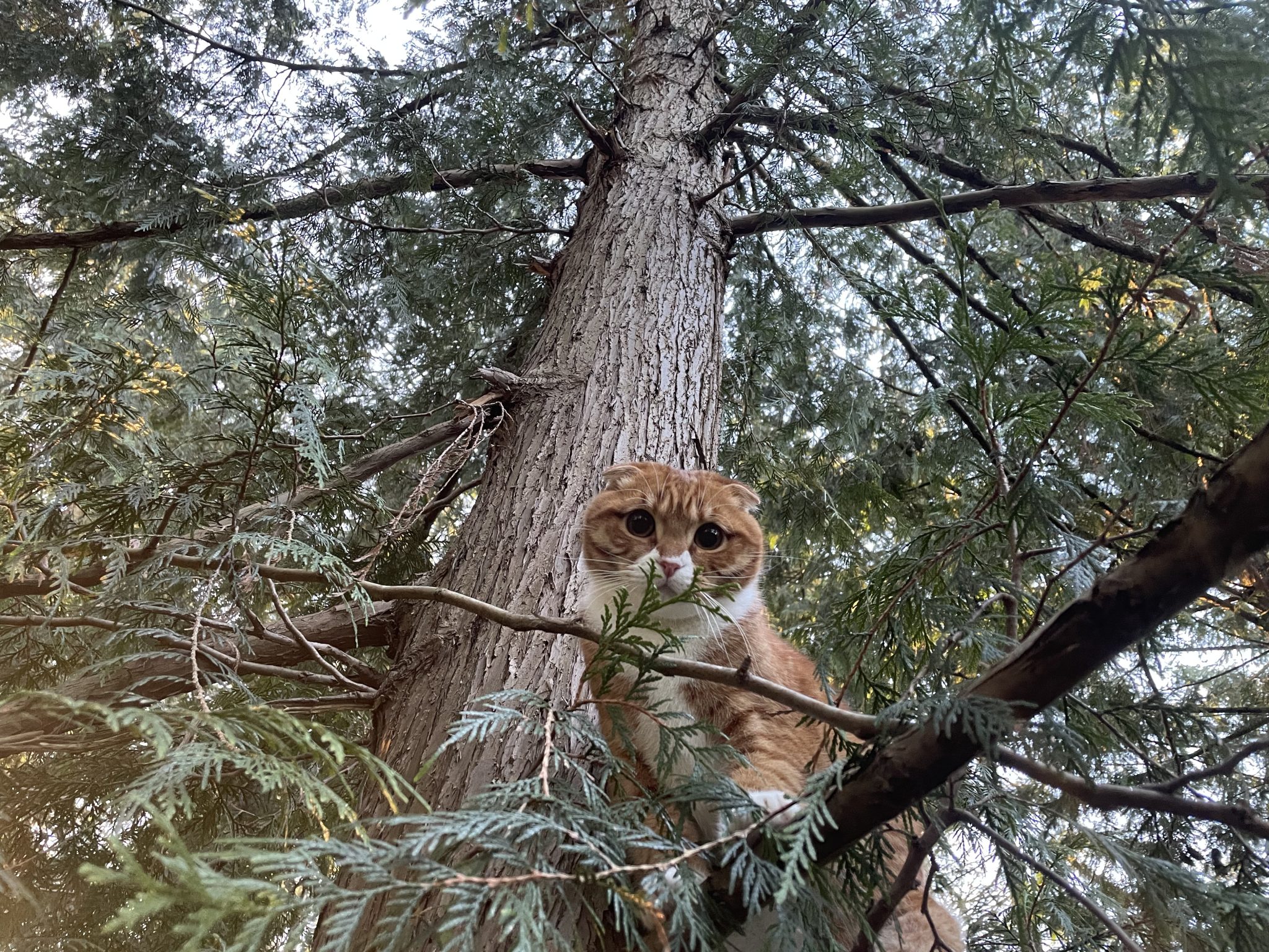 Canopy Cat Rescue: The Team Rescuing Cats From the Treetops | Heroes of the Pet World 1