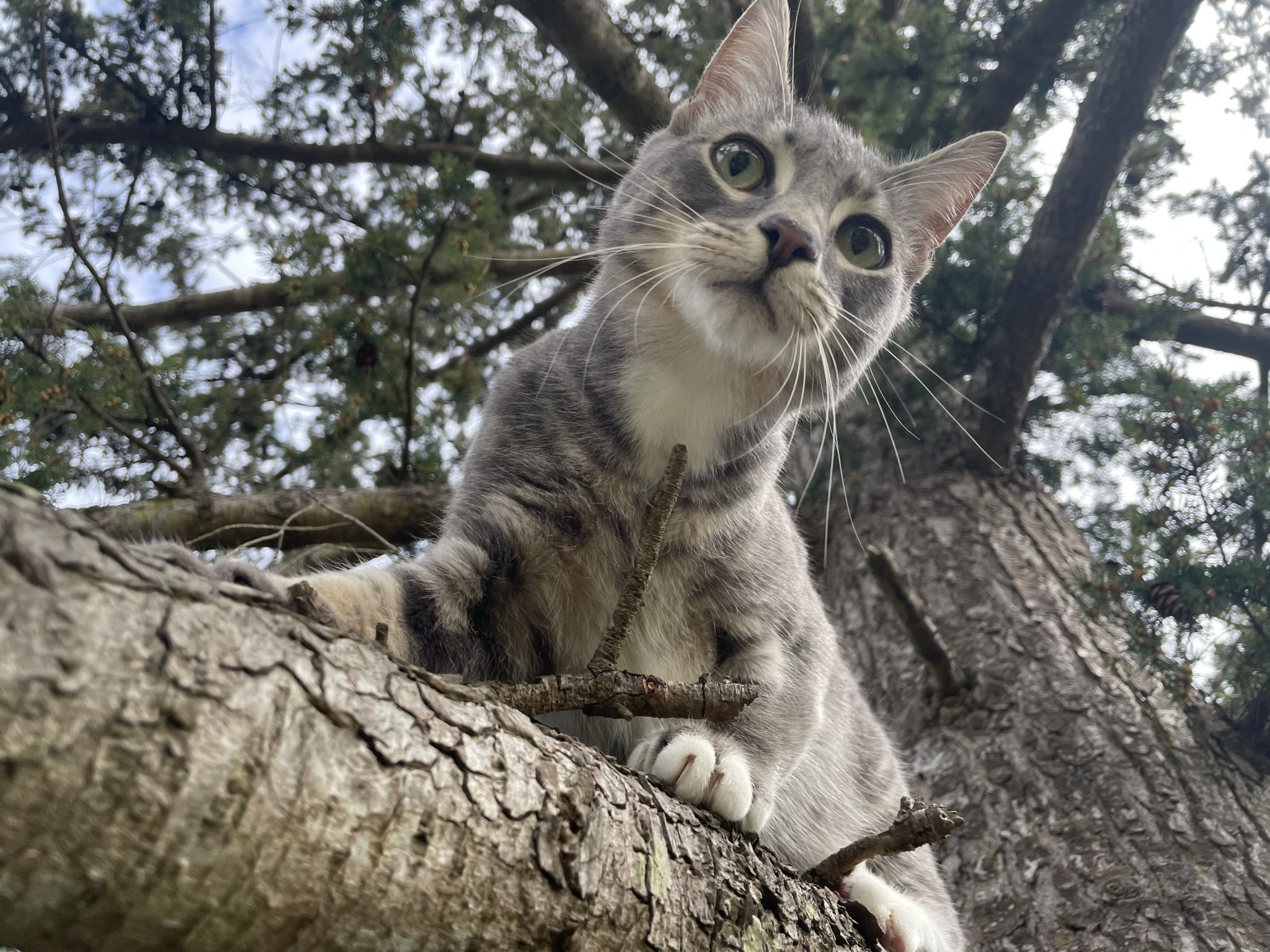 Canopy Cat Rescue: The Team Rescuing Cats From the Treetops | Heroes of the Pet World 3
