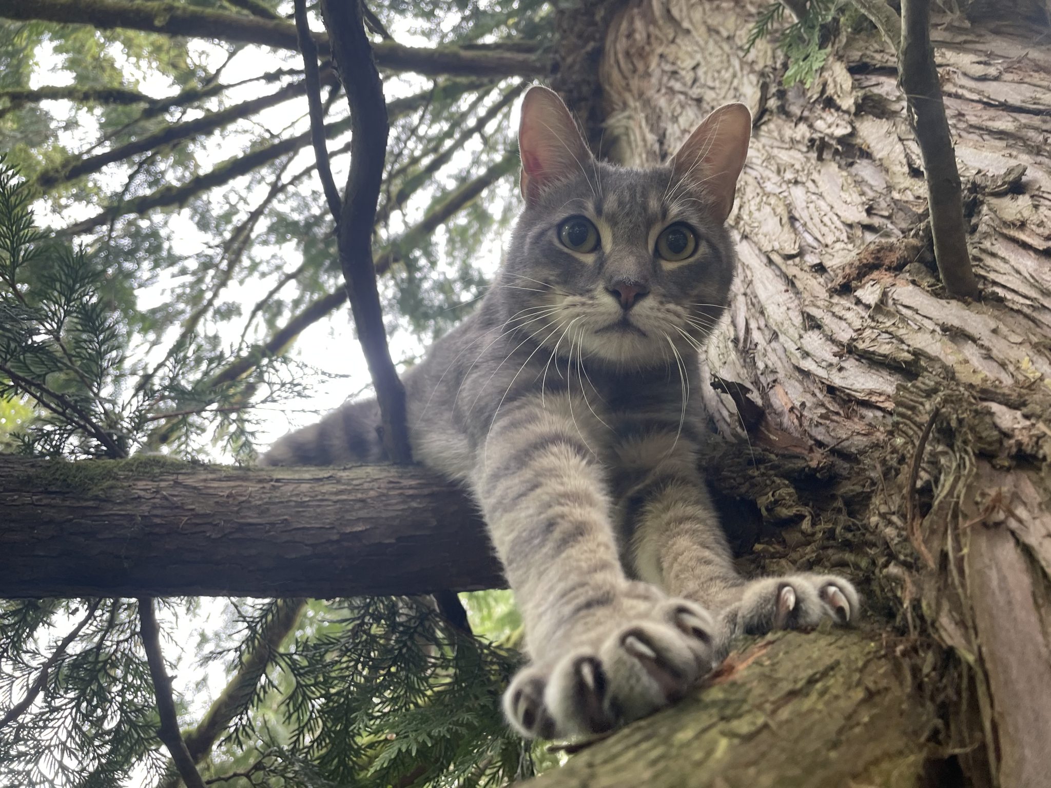 Canopy Cat Rescue: The Team Rescuing Cats From the Treetops | Heroes of the Pet World 6