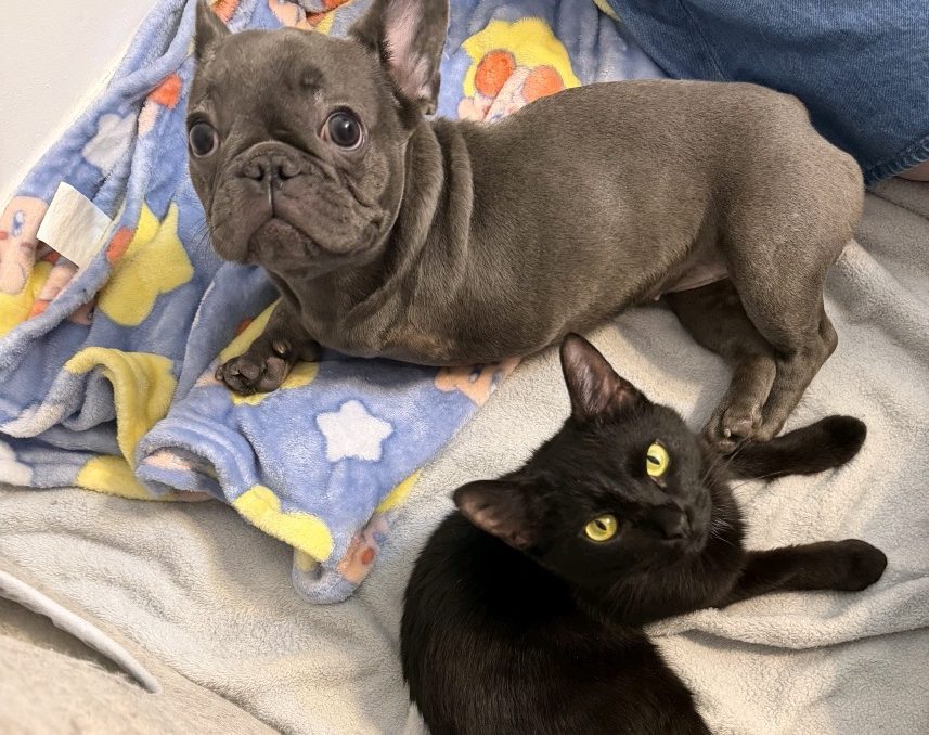 Six Legs Are Better Than Three – How A Tripod Dog and Kitten Found Friendship Through Recovery 1