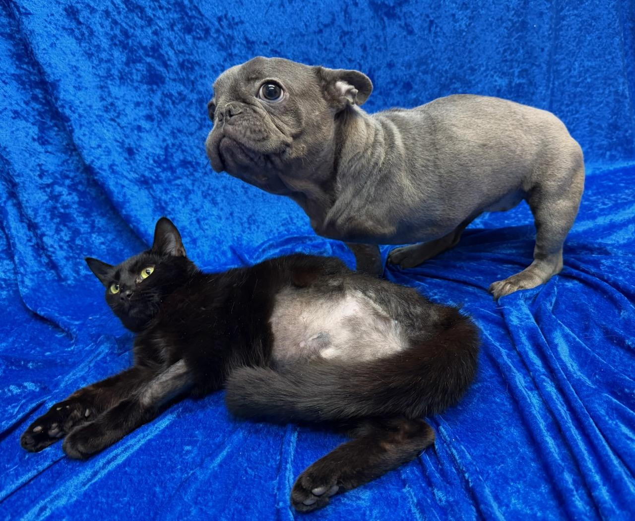 Six Legs Are Better Than Three – How A Tripod Dog and Kitten Found Friendship Through Recovery 2