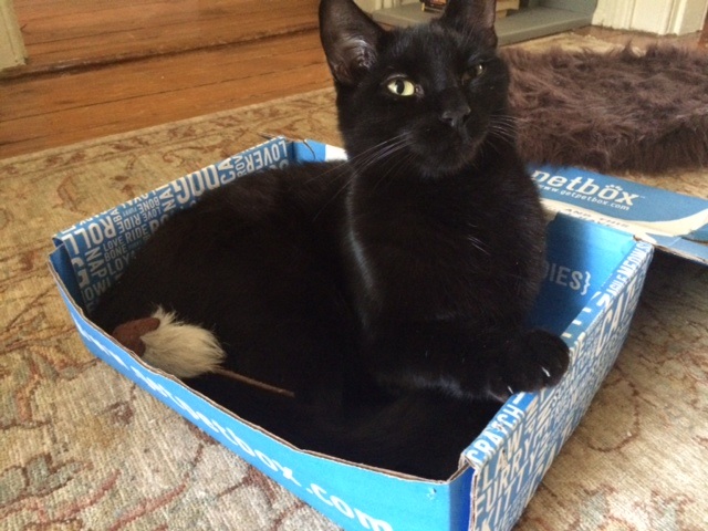 The Cat Who Changed Everything_ Gwen Cooper on Homer, Hope, and Her Newest Chapter clayton and rosie