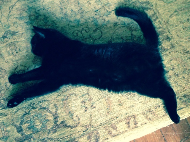 The Cat Who Changed Everything: Gwen Cooper on Homer, Hope, and Her Newest Chapter