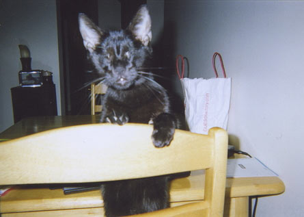 The Cat Who Changed Everything_ Gwen Cooper on Homer, Hope, and Her Newest Chapter gwen vashti homer