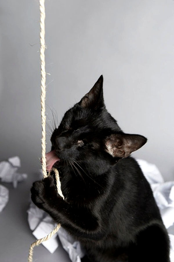The Cat Who Changed Everything_ Gwen Cooper on Homer, Hope, and Her Newest Chapter homer licking string