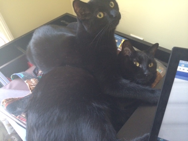 The Cat Who Changed Everything_ Gwen Cooper on Homer, Hope, and Her Newest Chapter next to me on desk