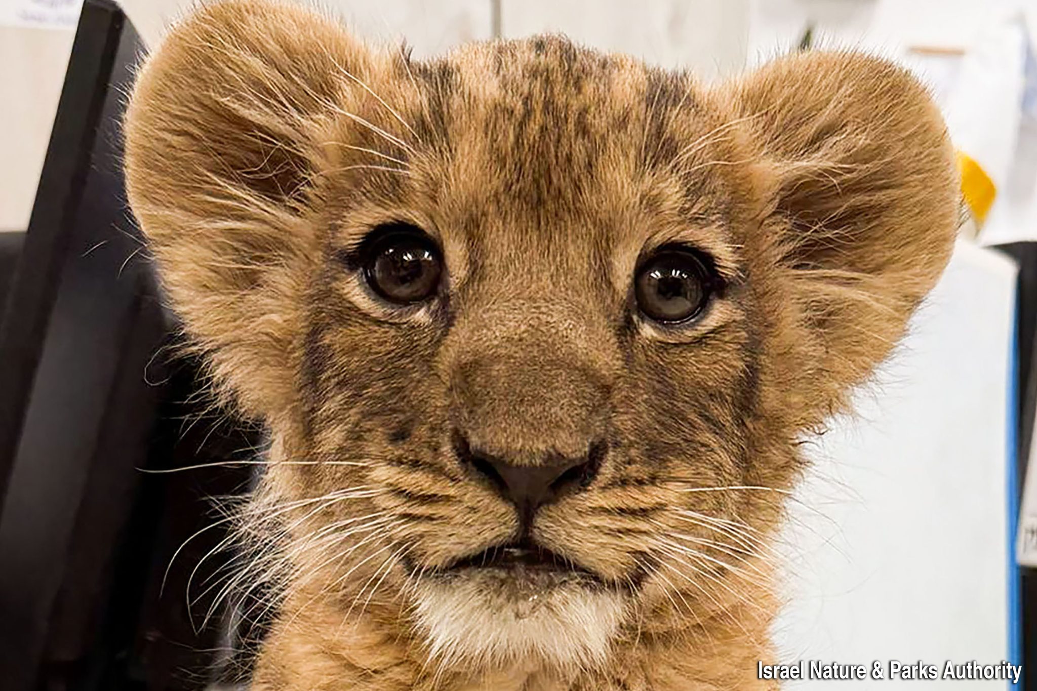 4. Ori - day he was rescued media credit