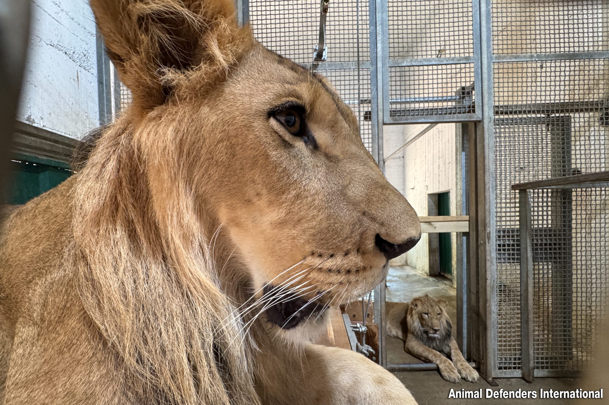 5. in zoo_9324