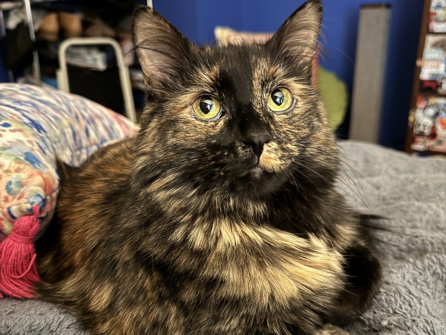 How One Tiny Tortie Turned a Dog Person Into the Ultimate Cat Lady - Alexis Rose