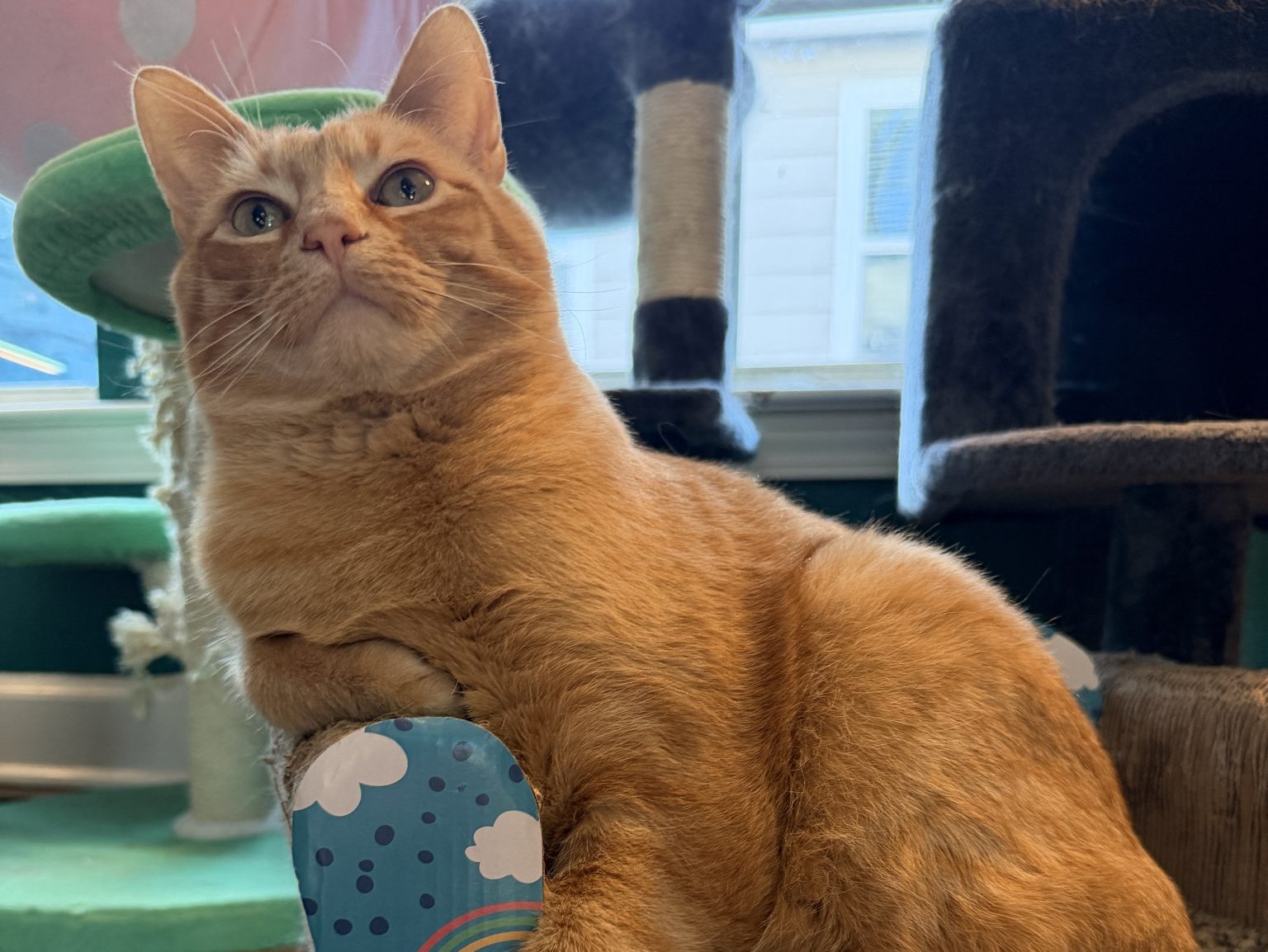 How One Tiny Tortie Turned a Dog Person Into the Ultimate Cat Lady - Calcifer