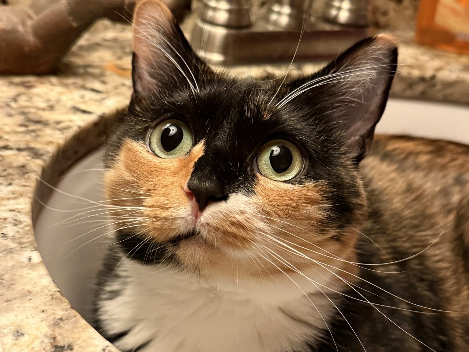 How One Tiny Tortie Turned a Dog Person Into the Ultimate Cat Lady - Chihiro