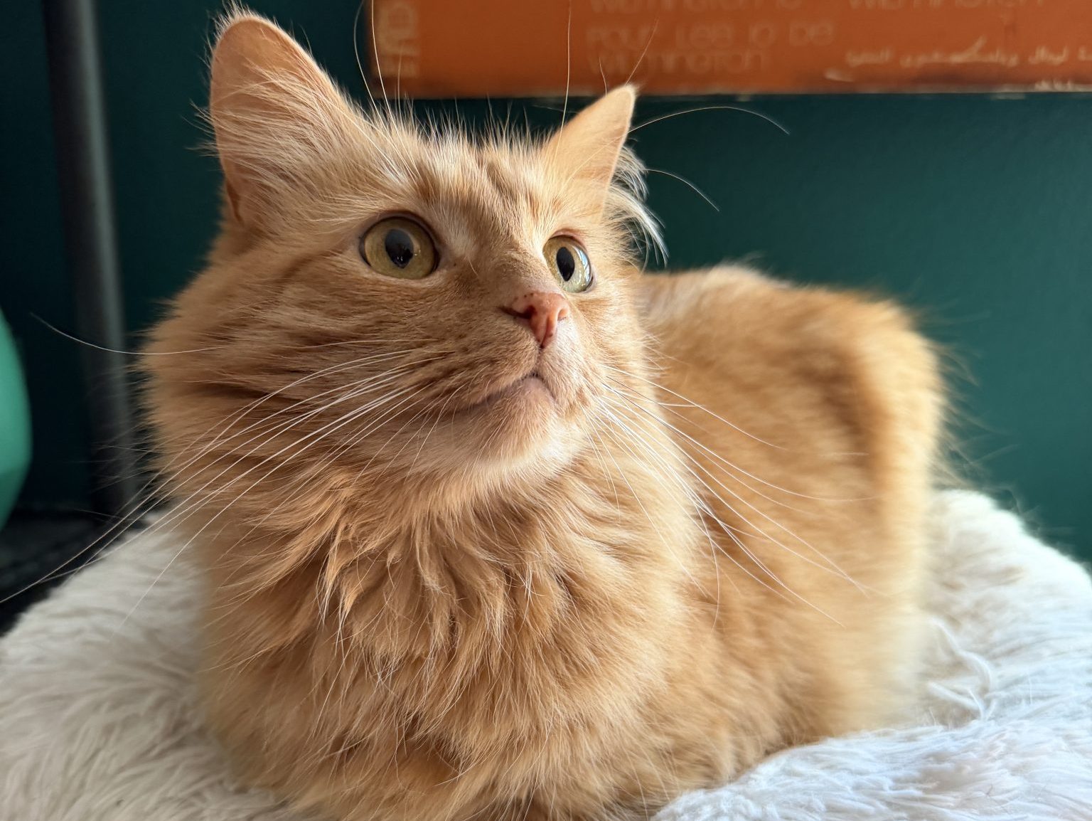 How One Tiny Tortie Turned a Dog Person Into the Ultimate Cat Lady - David Rose