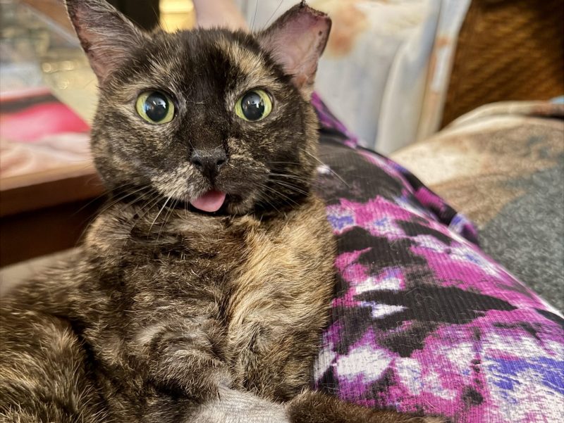 How One Tiny Tortie Turned a Dog Person Into the Ultimate Cat Lady - Gremlin