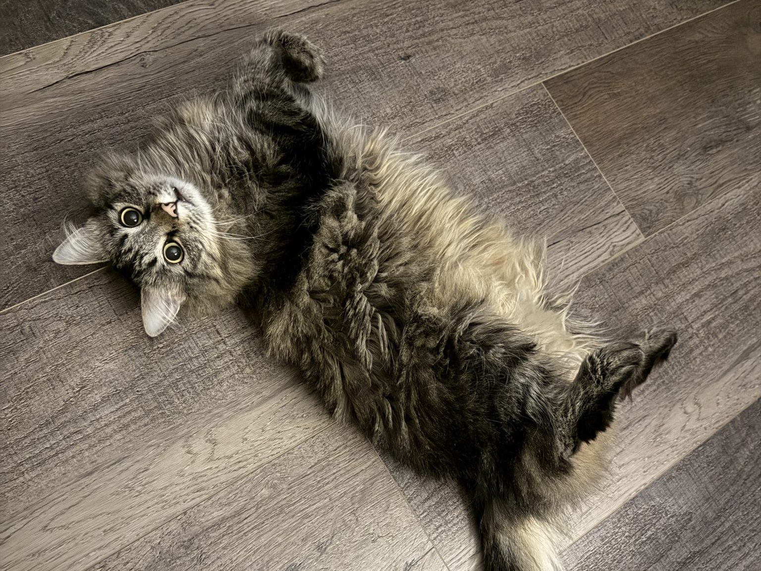 How One Tiny Tortie Turned a Dog Person Into the Ultimate Cat Lady - Jiji